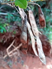 Mundulea sericea image