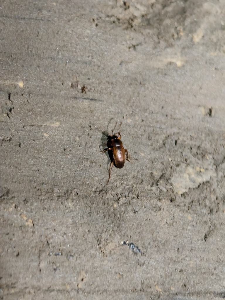 Choleva agilis