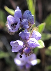 Phacelia divaricata