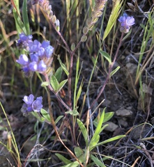 Phacelia divaricata