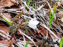 Anemonoides amurensis