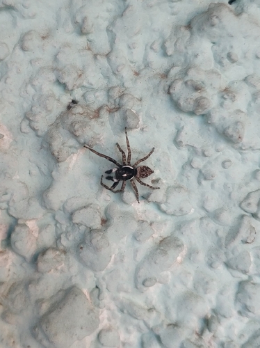 Half-edged Wall Jumping Spider