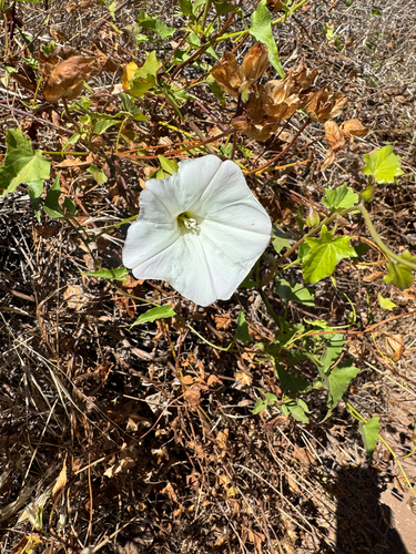 iNaturalist observation photo of coast morning glory