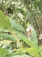 Alpinia shimadae