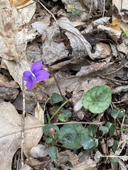 Viola walteri