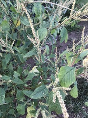 Amaranthus hybridus