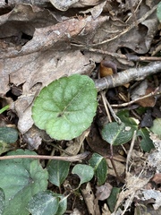 Viola walteri