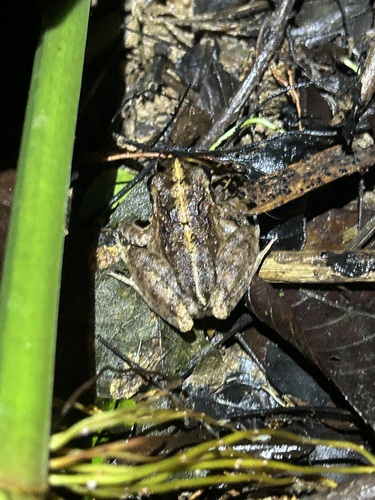 Long-Legged Streamfrog