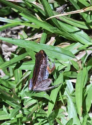 Micryletta inornata observed 2026-07-10