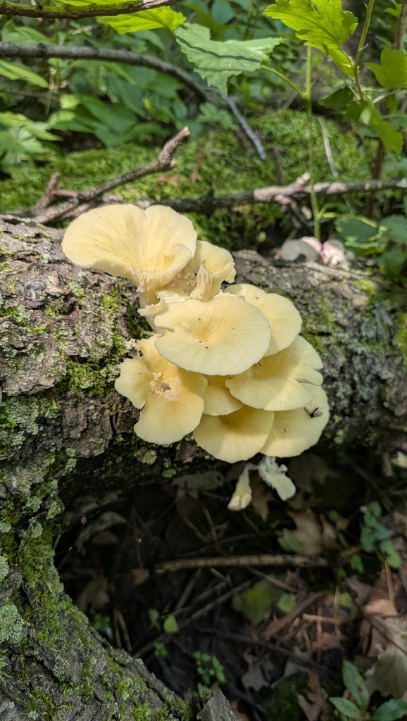 Golden Oyster Mushroom · July 2026 · photo: Photo: (c) Bria Abeles-Allison, some rights reserved (CC BY) · iNaturalist