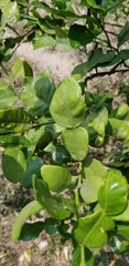 Citrus hystrix