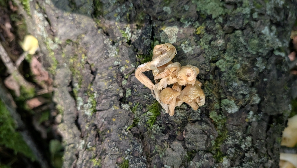 Golden Oyster Mushroom · July 2026 · photo: Photo: (c) Bria Abeles-Allison, some rights reserved (CC BY) · iNaturalist