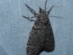 Smyriodes trigramma