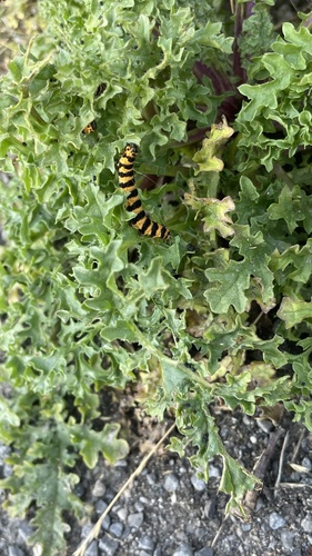 Cinnabar moth