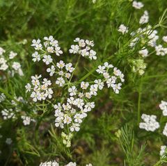 Bifora americana