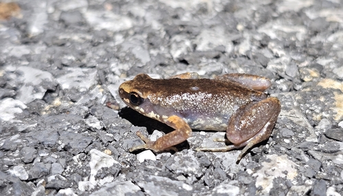 Micryletta inornata observed 2026-07-10