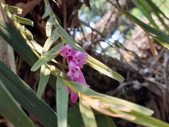 Isochilus linearis