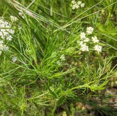 Bifora americana
