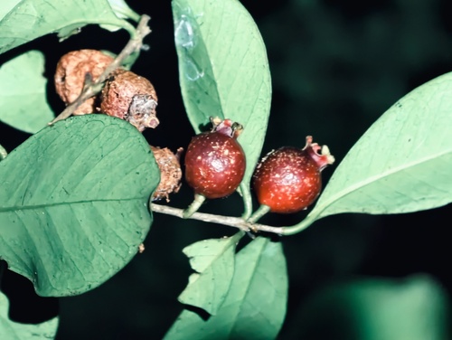 Eugenia observed 2026-06-04
