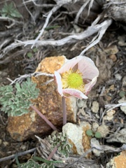 Ranunculus andersonii