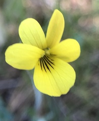 Viola purpurea