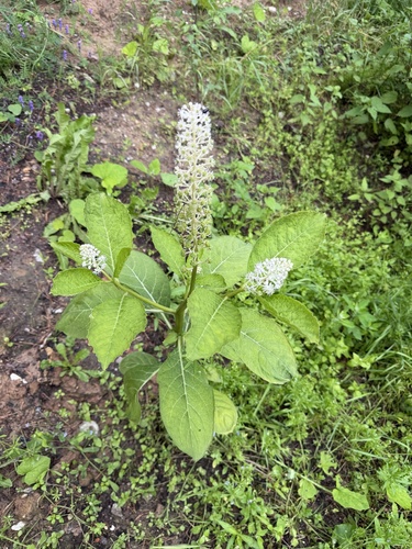 Indian Pokeweed