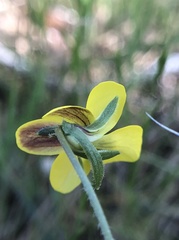 Viola purpurea