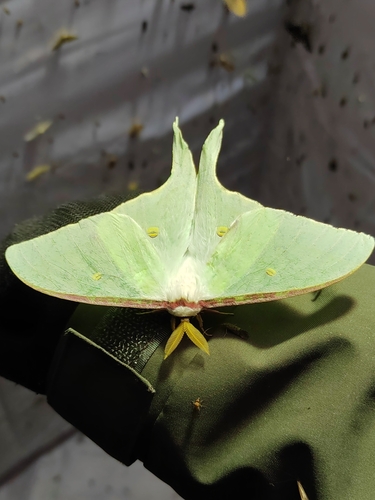 Actias artemis