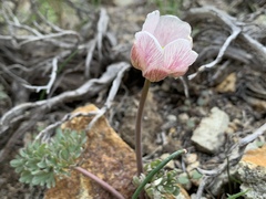 Ranunculus andersonii