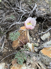 Ranunculus andersonii