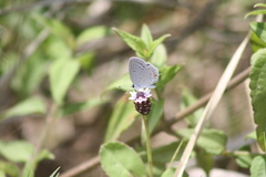 Cupido comyntas texana