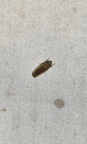 Linnavuoriella arcuata observed 2026-07-08