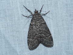 Smyriodes trigramma
