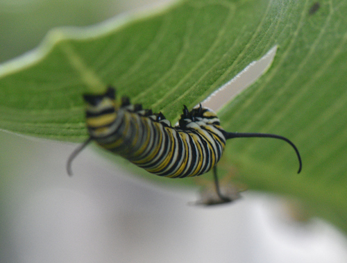 Image of Danaus plexippus by (c) treehugger571, some rights reserved (CC BY)