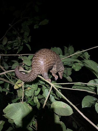 White-bellied Pangolin