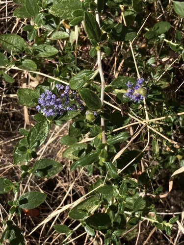 Ceanothus lemmonii, photograph 1