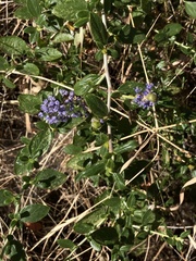 Ceanothus lemmonii