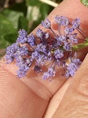 Ceanothus lemmonii, photograph (c) Adam J. Searcy, some rights reserved (CC BY)