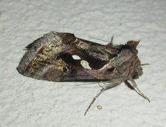 Chrysodeixis acuta