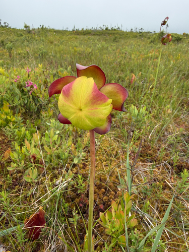 purple pitcher plant