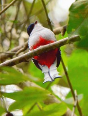 Priotelus temnurus