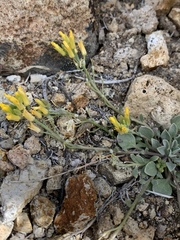 Physaria kingii