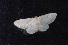 Idaea neovalida