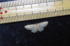 Idaea neovalida