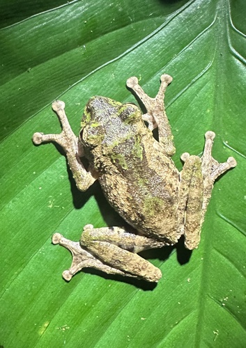 Kurixalus chaseni