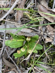 Solenogyne dominii