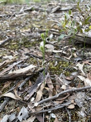 Pterostylis parviflora