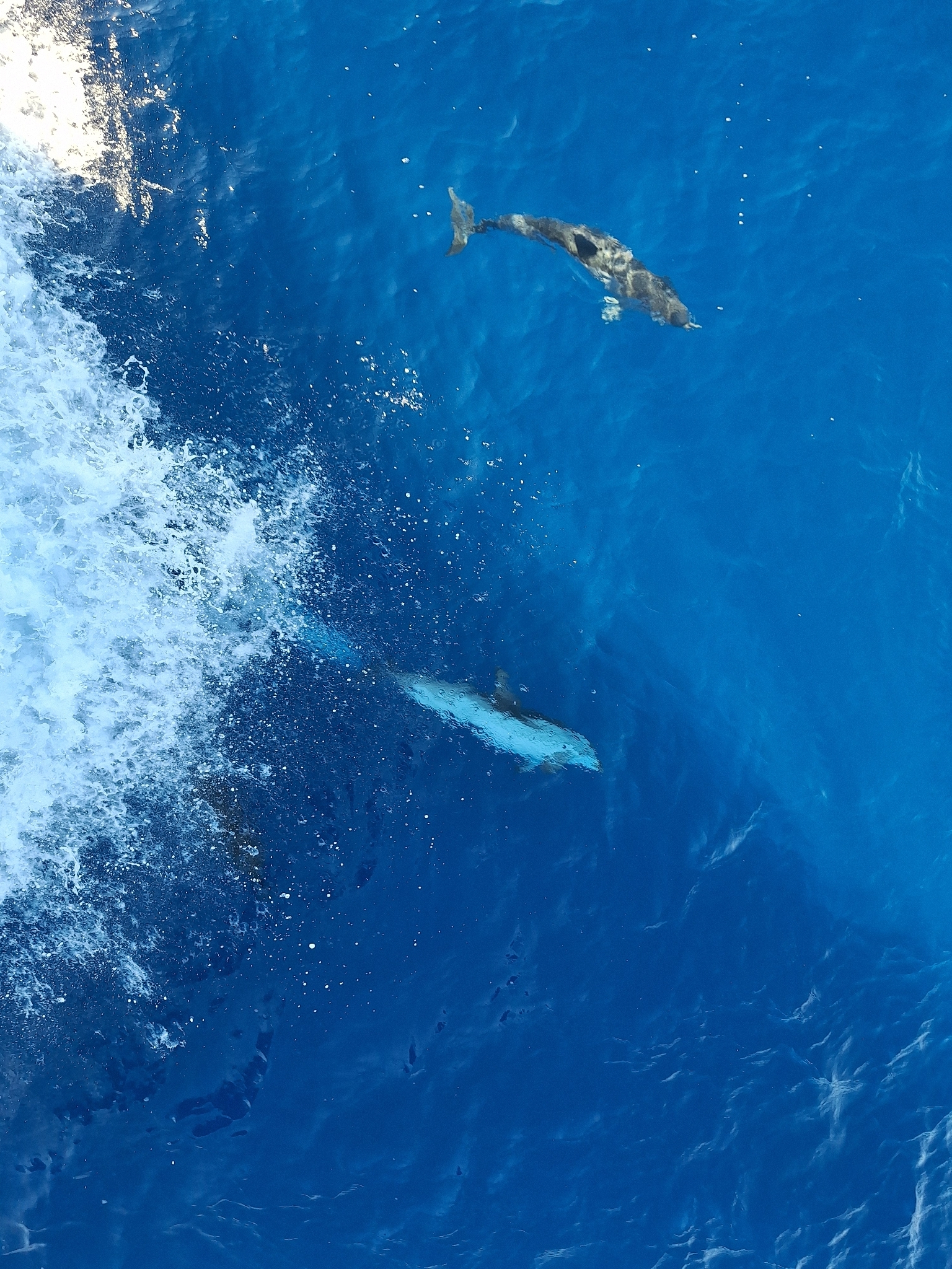Stenella coeruleoalba