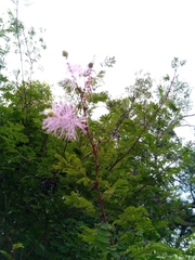 Dichrostachys