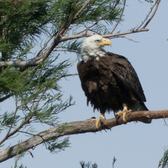 Haliaeetus leucocephalus leucocephalus